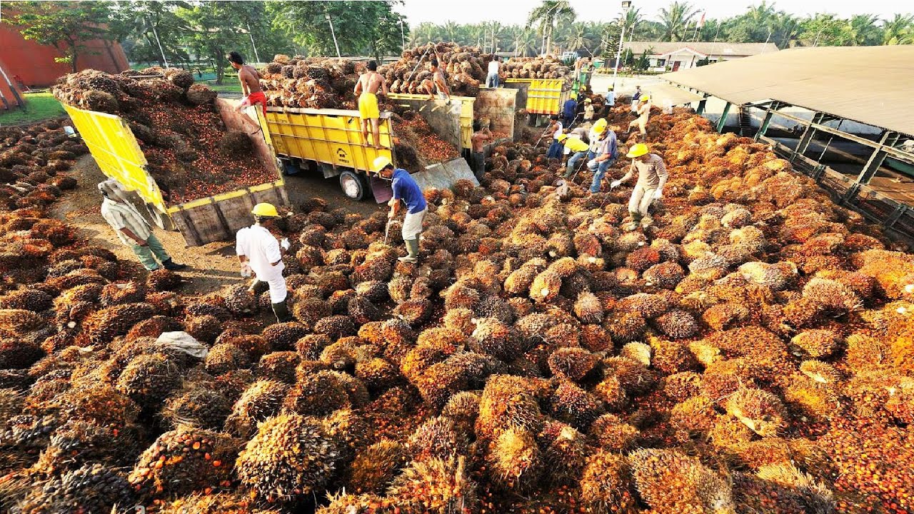 Palm Oil Processing